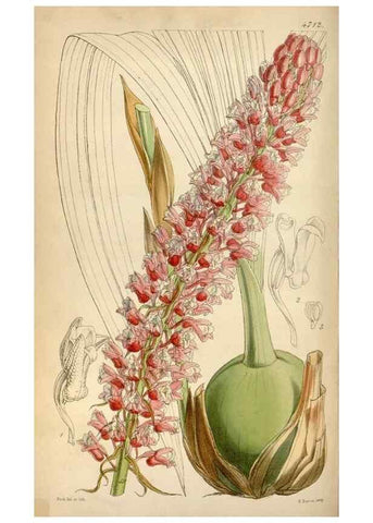 Reproducción/Reproduction 35122429261: Curtis's botanical magazine.. London ; New York [etc.] :Academic Press [etc.]