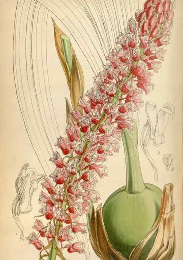 Reproducción/Reproduction 35122429261: Curtis's botanical magazine.. London ; New York [etc.] :Academic Press [etc.]