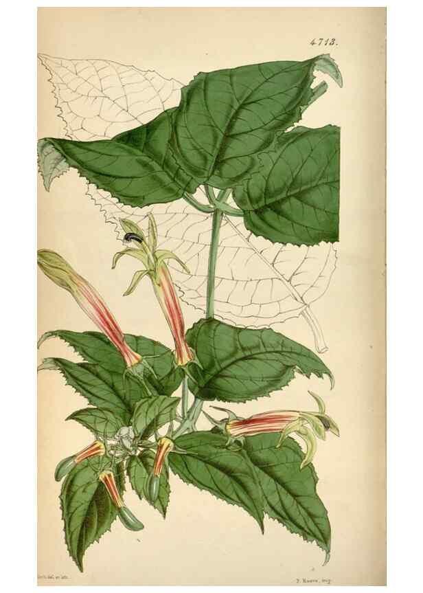 Reproducción/Reproduction 35122432581: Curtis's botanical magazine.. London ; New York [etc.] :Academic Press [etc.]