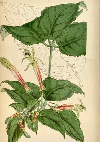 Reproducción/Reproduction 35122432581: Curtis's botanical magazine.. London ; New York [etc.] :Academic Press [etc.]
