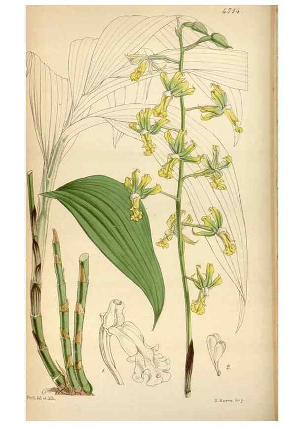 Reproducción/Reproduction 35122436751: Curtis's botanical magazine.. London ; New York [etc.] :Academic Press [etc.]