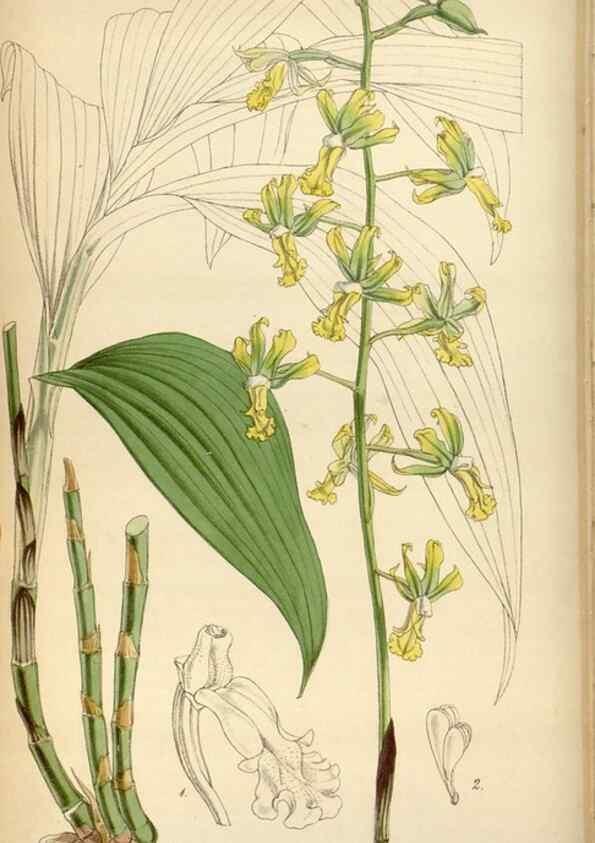 Reproducción/Reproduction 35122436751: Curtis's botanical magazine.. London ; New York [etc.] :Academic Press [etc.]