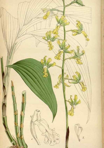 Reproducción/Reproduction 35122436751: Curtis's botanical magazine.. London ; New York [etc.] :Academic Press [etc.]
