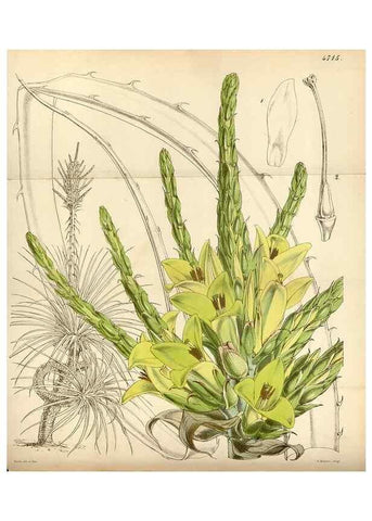 Reproducción/Reproduction 35252160065: Curtis's botanical magazine.. London ; New York [etc.] :Academic Press [etc.]