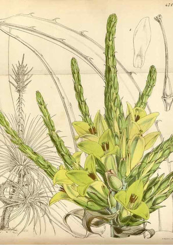 Reproducción/Reproduction 35252160065: Curtis's botanical magazine.. London ; New York [etc.] :Academic Press [etc.]