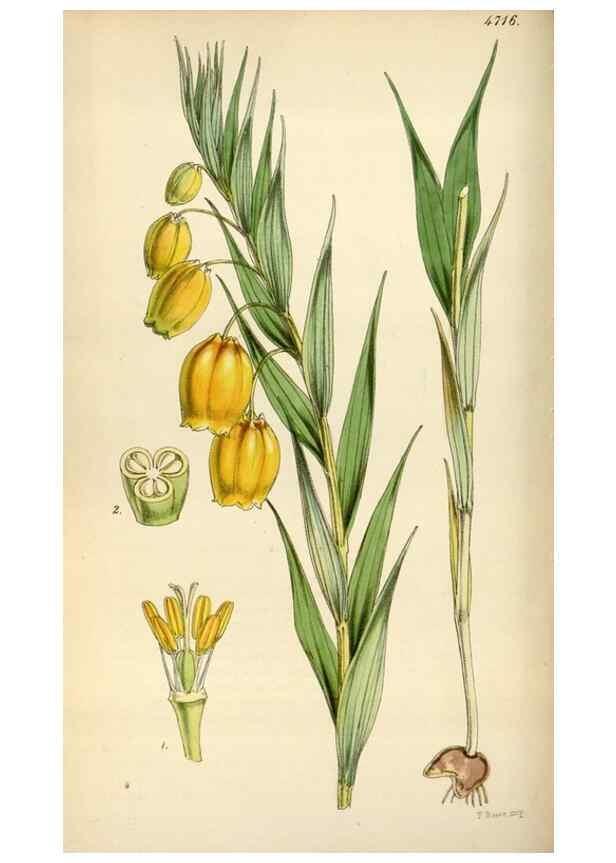 Reproducción/Reproduction 35122441101: Curtis's botanical magazine.. London ; New York [etc.] :Academic Press [etc.]