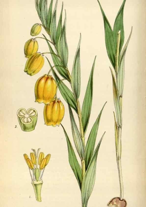 Reproducción/Reproduction 35122441101: Curtis's botanical magazine.. London ; New York [etc.] :Academic Press [etc.]
