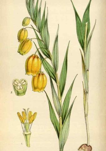 Reproducción/Reproduction 35122441101: Curtis's botanical magazine.. London ; New York [etc.] :Academic Press [etc.]