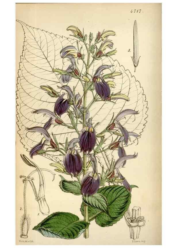 Reproducción/Reproduction 35122444971: Curtis's botanical magazine.. London ; New York [etc.] :Academic Press [etc.]