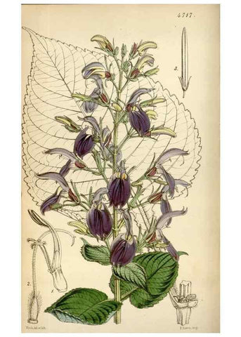 Reproducción/Reproduction 35122444971: Curtis's botanical magazine.. London ; New York [etc.] :Academic Press [etc.]