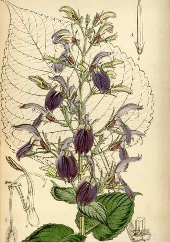 Reproducción/Reproduction 35122444971: Curtis's botanical magazine.. London ; New York [etc.] :Academic Press [etc.]