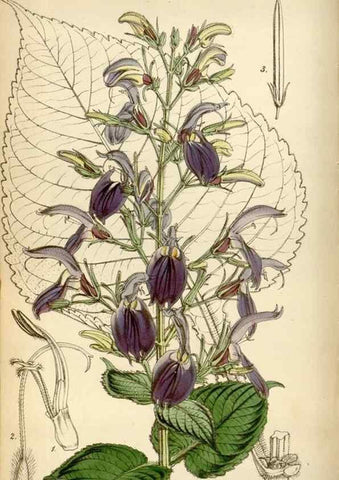 Reproducción/Reproduction 35122444971: Curtis's botanical magazine.. London ; New York [etc.] :Academic Press [etc.]