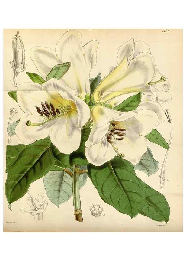 Reproducción/Reproduction 35122448631: Curtis's botanical magazine.. London ; New York [etc.] :Academic Press [etc.]