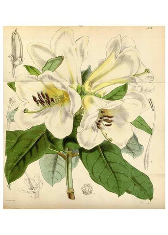 Reproducción/Reproduction 35122448631: Curtis's botanical magazine.. London ; New York [etc.] :Academic Press [etc.]