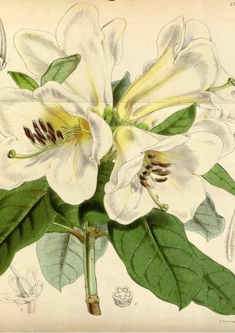 Reproducción/Reproduction 35122448631: Curtis's botanical magazine.. London ; New York [etc.] :Academic Press [etc.]