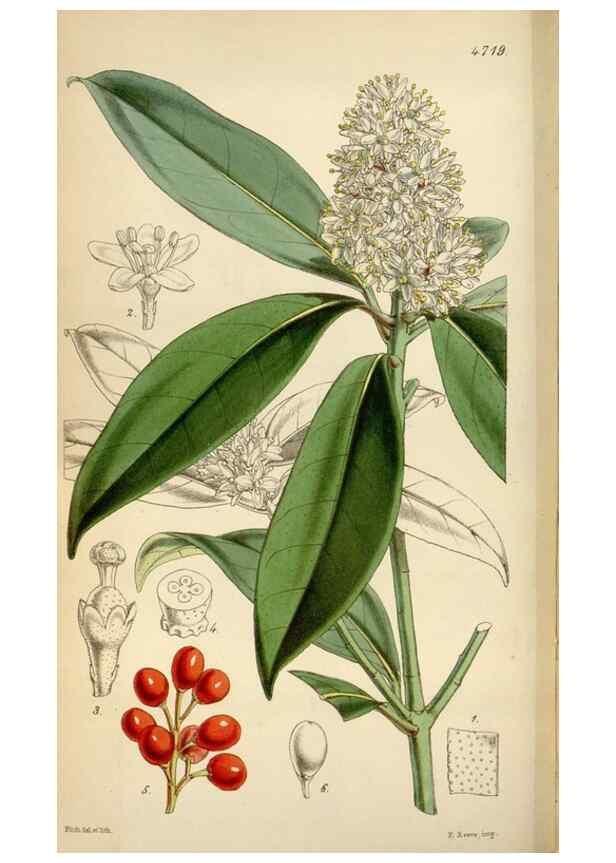 Reproducción/Reproduction 35122451541: Curtis's botanical magazine.. London ; New York [etc.] :Academic Press [etc.]