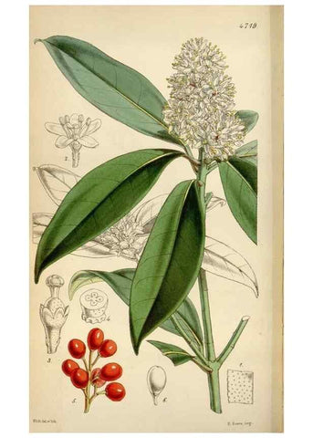 Reproducción/Reproduction 35122451541: Curtis's botanical magazine.. London ; New York [etc.] :Academic Press [etc.]