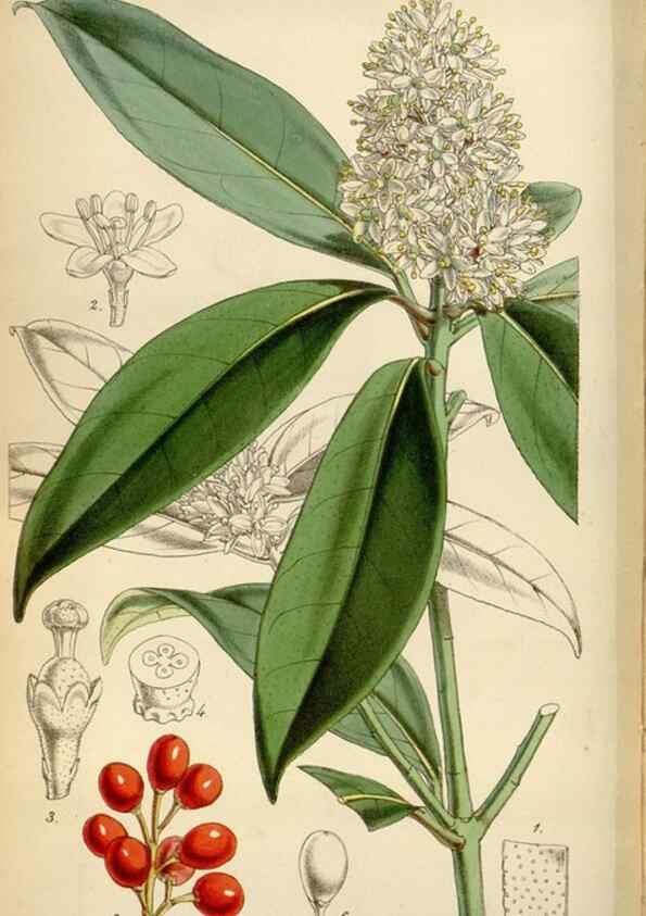 Reproducción/Reproduction 35122451541: Curtis's botanical magazine.. London ; New York [etc.] :Academic Press [etc.]