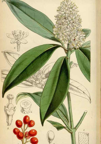 Reproducción/Reproduction 35122451541: Curtis's botanical magazine.. London ; New York [etc.] :Academic Press [etc.]