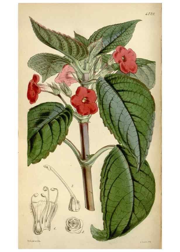 Reproducción/Reproduction 35122454671: Curtis's botanical magazine.. London ; New York [etc.] :Academic Press [etc.]