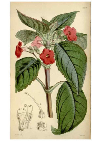 Reproducción/Reproduction 35122454671: Curtis's botanical magazine.. London ; New York [etc.] :Academic Press [etc.]