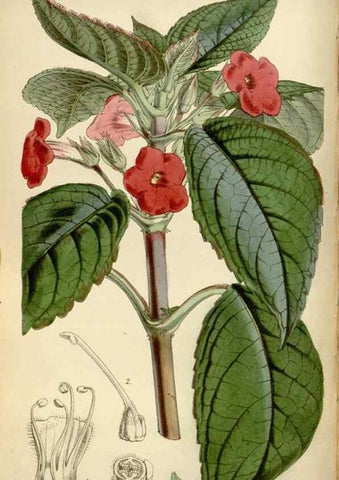 Reproducción/Reproduction 35122454671: Curtis's botanical magazine.. London ; New York [etc.] :Academic Press [etc.]