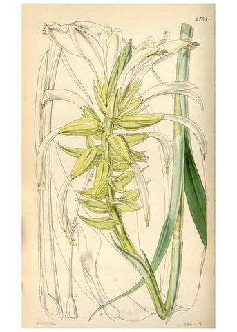 Reproducción/Reproduction 35122403511: Curtis's botanical magazine.. London ; New York [etc.] :Academic Press [etc.]