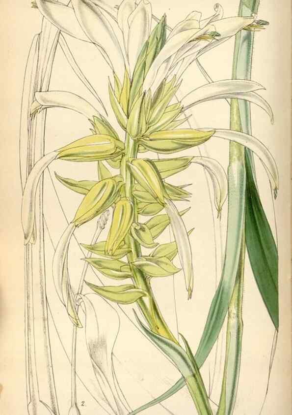 Reproducción/Reproduction 35122403511: Curtis's botanical magazine.. London ; New York [etc.] :Academic Press [etc.]