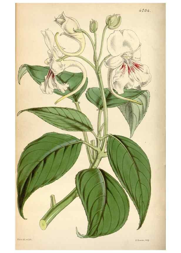 Reproducción/Reproduction 34443196313: Curtis's botanical magazine.. London ; New York [etc.] :Academic Press [etc.]