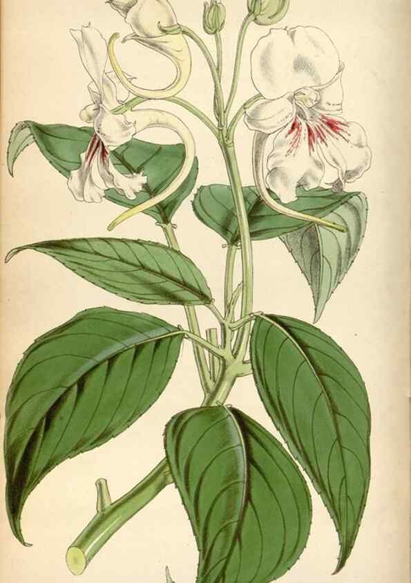 Reproducción/Reproduction 34443196313: Curtis's botanical magazine.. London ; New York [etc.] :Academic Press [etc.]