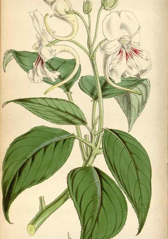 Reproducción/Reproduction 34443196313: Curtis's botanical magazine.. London ; New York [etc.] :Academic Press [etc.]