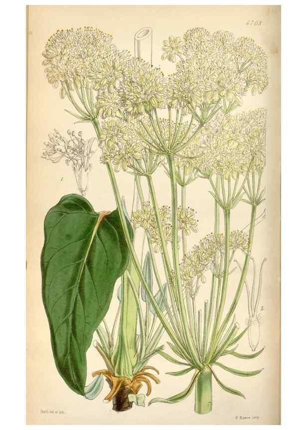 Reproducción/Reproduction 35212245586: Curtis's botanical magazine.. London ; New York [etc.] :Academic Press [etc.]