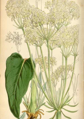 Reproducción/Reproduction 35212245586: Curtis's botanical magazine.. London ; New York [etc.] :Academic Press [etc.]