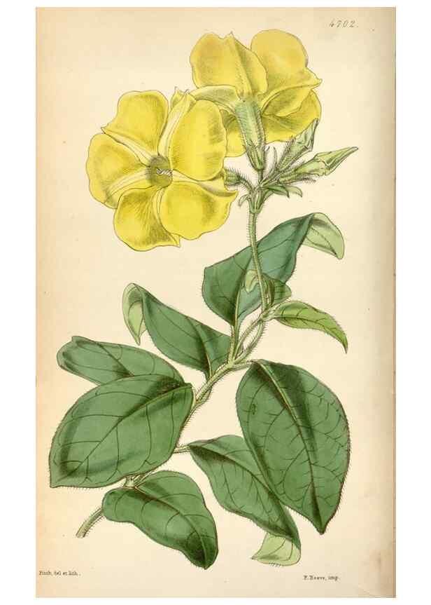 Reproducción/Reproduction 35212243986: Curtis's botanical magazine.. London ; New York [etc.] :Academic Press [etc.]