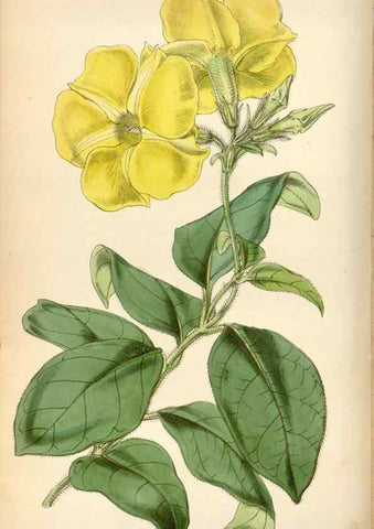 Reproducción/Reproduction 35212243986: Curtis's botanical magazine.. London ; New York [etc.] :Academic Press [etc.]