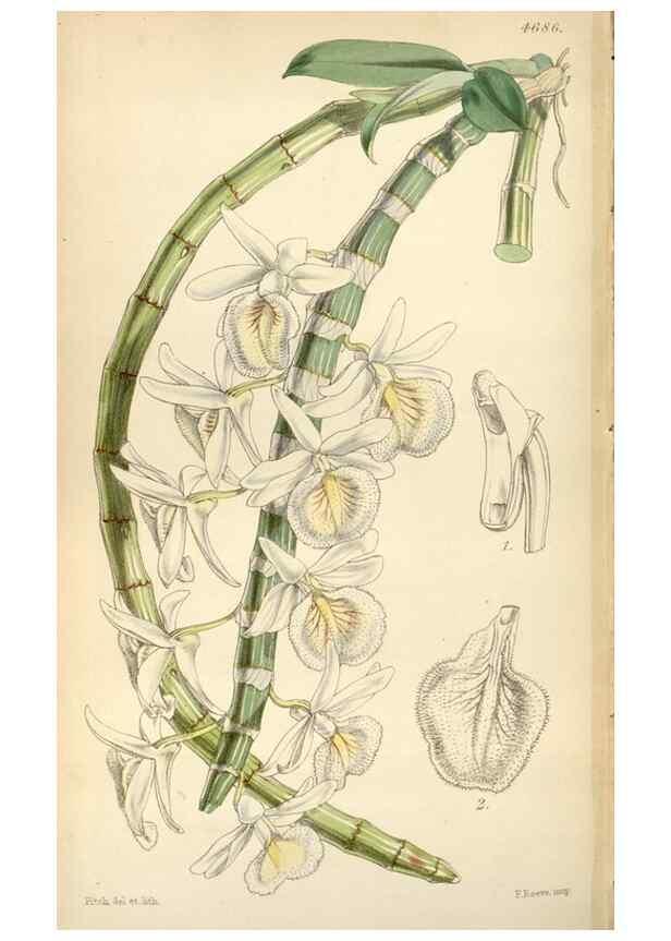 Reproducción/Reproduction 35251991815: Curtis's botanical magazine.. London ; New York [etc.] :Academic Press [etc.]