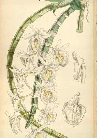 Reproducción/Reproduction 35251991815: Curtis's botanical magazine.. London ; New York [etc.] :Academic Press [etc.]