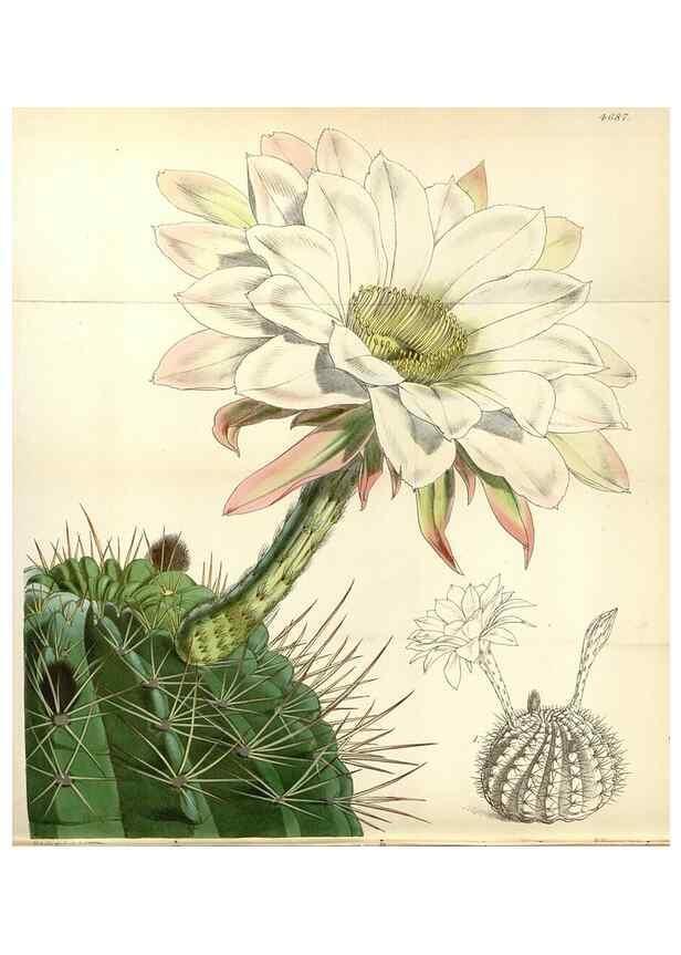 Reproducción/Reproduction 35251993675: Curtis's botanical magazine.. London ; New York [etc.] :Academic Press [etc.]