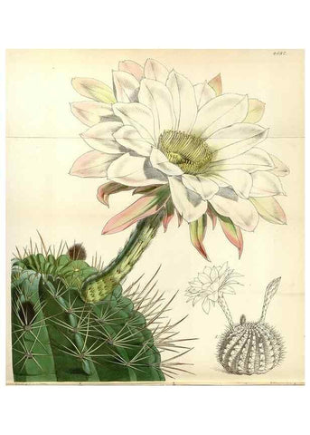 Reproducción/Reproduction 35251993675: Curtis's botanical magazine.. London ; New York [etc.] :Academic Press [etc.]