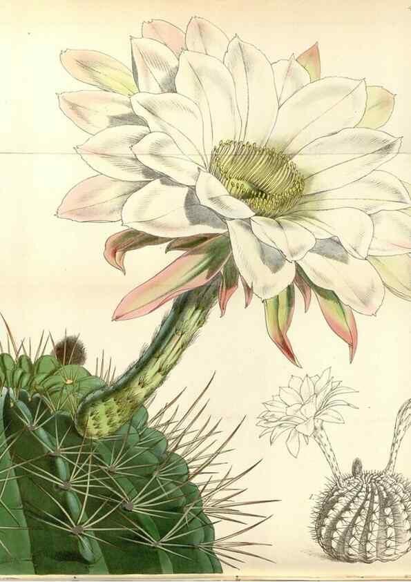 Reproducción/Reproduction 35251993675: Curtis's botanical magazine.. London ; New York [etc.] :Academic Press [etc.]