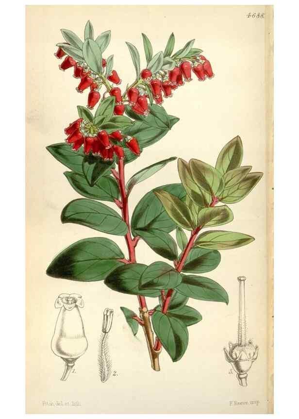 Reproducción/Reproduction 35212110796: Curtis's botanical magazine.. London ; New York [etc.] :Academic Press [etc.]