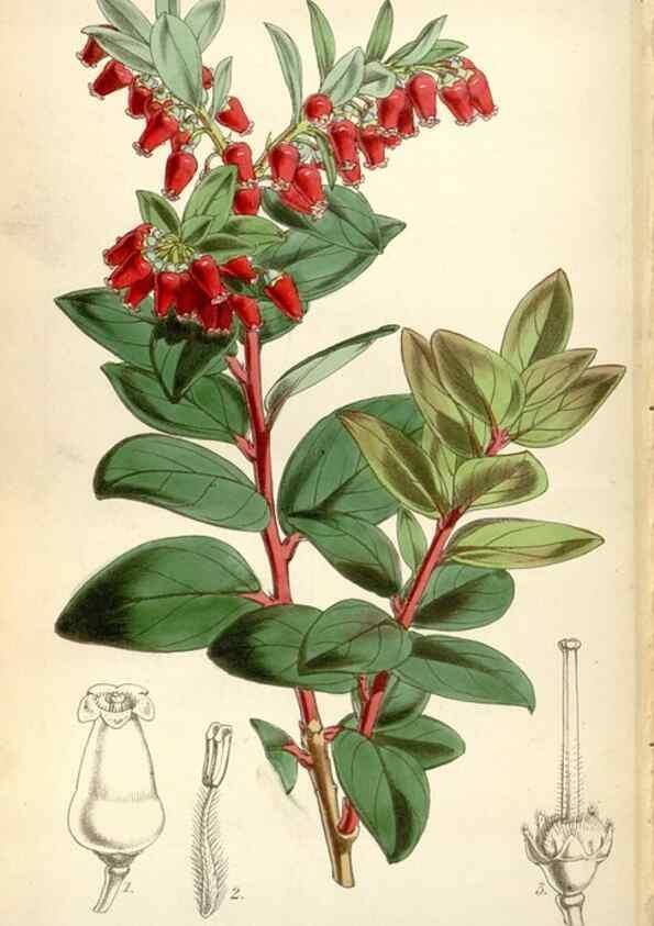 Reproducción/Reproduction 35212110796: Curtis's botanical magazine.. London ; New York [etc.] :Academic Press [etc.]