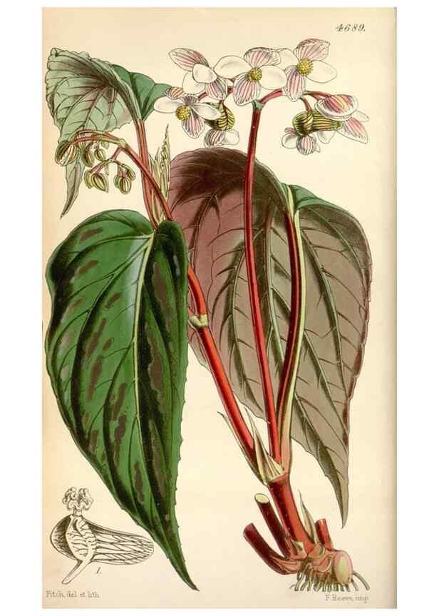 Reproducción/Reproduction 35086550962: Curtis's botanical magazine.. London ; New York [etc.] :Academic Press [etc.]