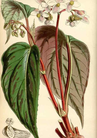 Reproducción/Reproduction 35086550962: Curtis's botanical magazine.. London ; New York [etc.] :Academic Press [etc.]