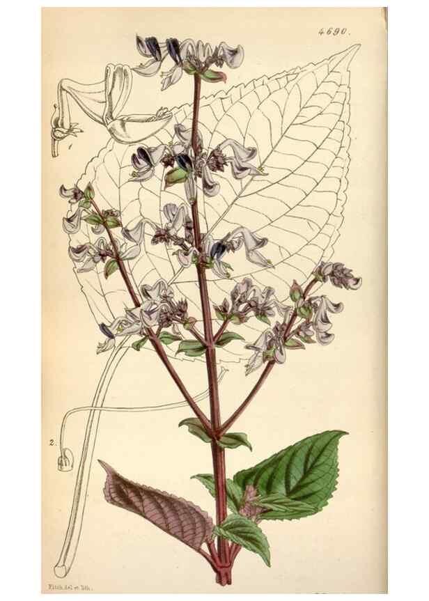 Reproducción/Reproduction 35252112955: Curtis's botanical magazine.. London ; New York [etc.] :Academic Press [etc.]