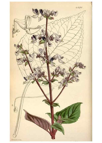 Reproducción/Reproduction 35252112955: Curtis's botanical magazine.. London ; New York [etc.] :Academic Press [etc.]