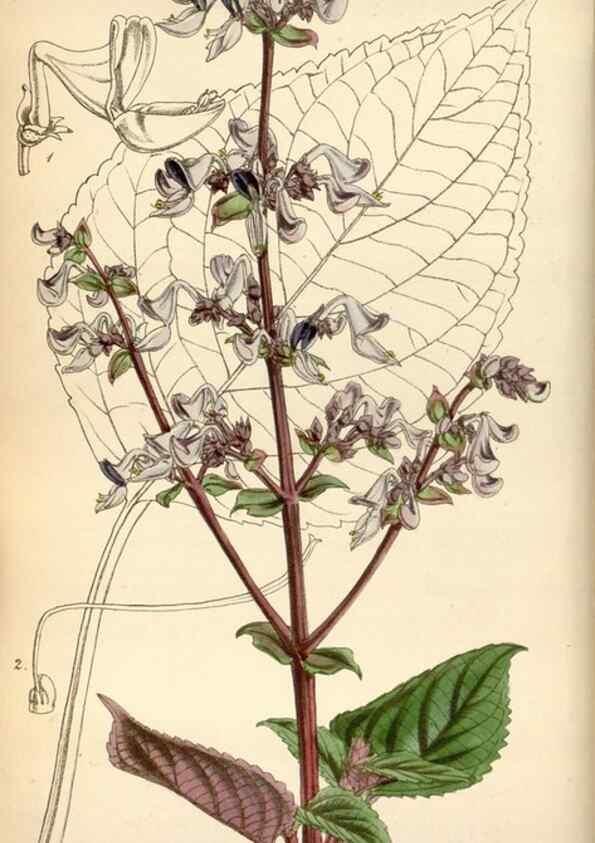 Reproducción/Reproduction 35252112955: Curtis's botanical magazine.. London ; New York [etc.] :Academic Press [etc.]