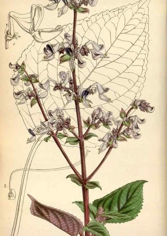 Reproducción/Reproduction 35252112955: Curtis's botanical magazine.. London ; New York [etc.] :Academic Press [etc.]