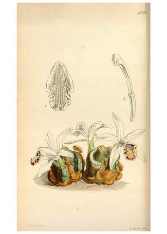 Reproducción/Reproduction 35122361901: Curtis's botanical magazine.. London ; New York [etc.] :Academic Press [etc.]