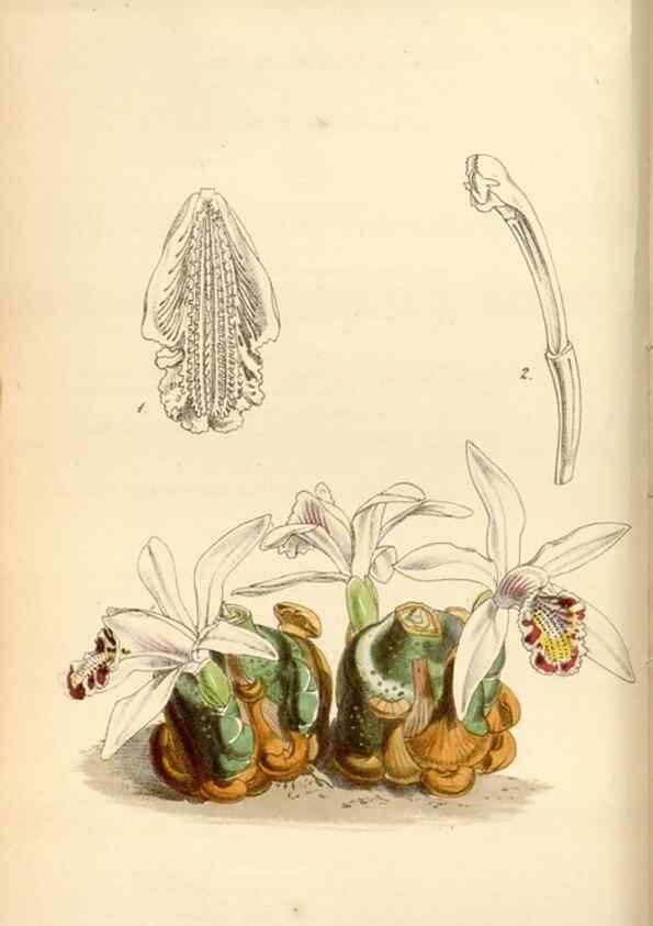Reproducción/Reproduction 35122361901: Curtis's botanical magazine.. London ; New York [etc.] :Academic Press [etc.]